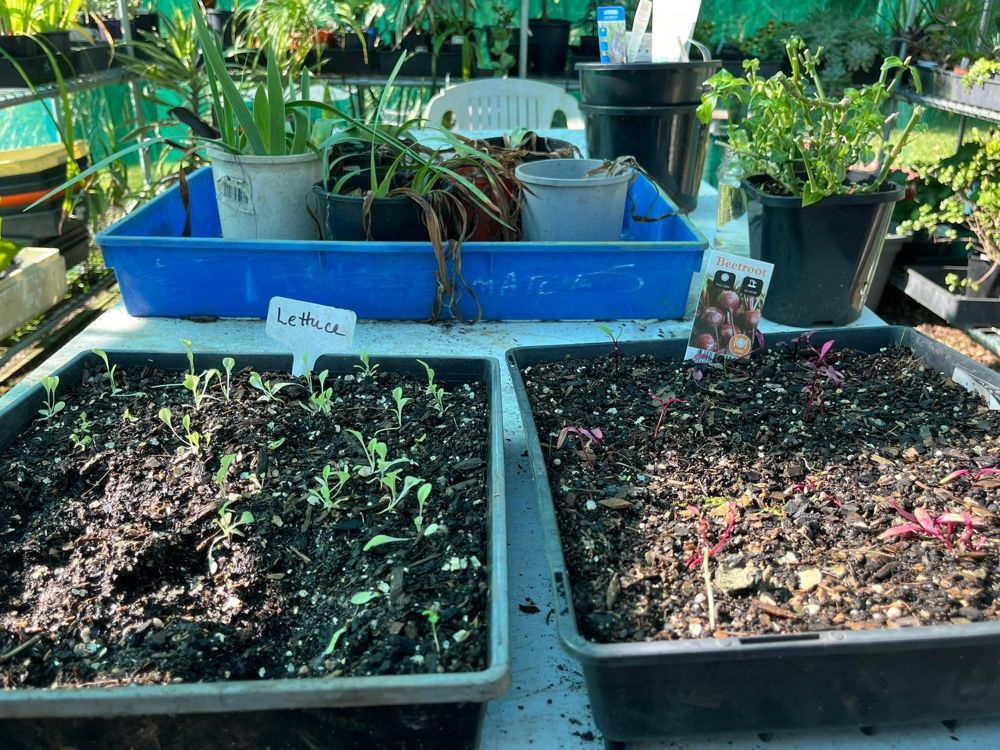 Trays of seedlings on the propagation bench